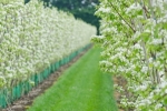 Fruitteelt Mecklenburg-Vorpommern 2016